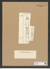 Syringidium eximum Grun. (de-Toni-Nr.: Genus 152, Species 4203) Zeichnungen Sammlung Grunow Nr. 7773 (NHMW-BOT-W0377003)